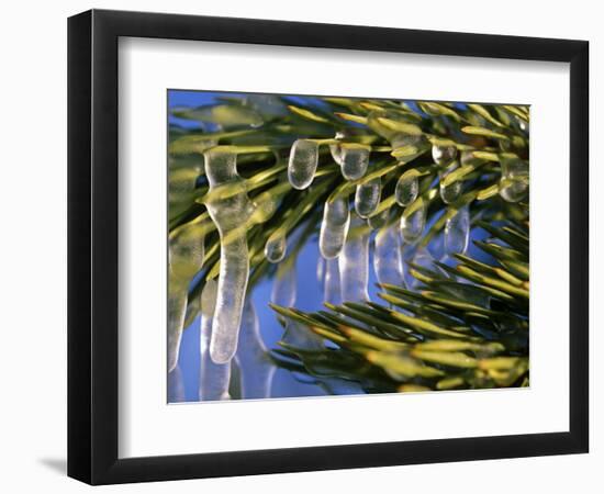 Idaho, Yellowstone National Park, USA-Paul Harris-Framed Photographic Print