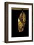 Idea Blanchardii (Blanchard's Ghost) - Pupa-Paul Starosta-Framed Photographic Print