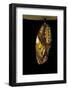 Idea Blanchardii (Blanchard's Ghost) - Pupa-Paul Starosta-Framed Photographic Print