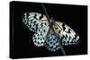Idea Leuconoe (Paper Kite, Rice Paper, Large Tree Nymph Butterfly)-Paul Starosta-Stretched Canvas