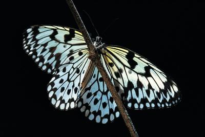 Idea Leuconoe Paper Kite Rice Paper Large Tree Nymph Butterfly Photographic Print Paul Starosta Allposters Com