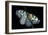 Idea Leuconoe (Paper Kite, Rice Paper, Large Tree Nymph Butterfly)-Paul Starosta-Framed Photographic Print