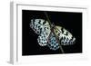 Idea Leuconoe (Paper Kite, Rice Paper, Large Tree Nymph Butterfly)-Paul Starosta-Framed Photographic Print