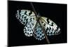 Idea Leuconoe (Paper Kite, Rice Paper, Large Tree Nymph Butterfly)-Paul Starosta-Mounted Photographic Print
