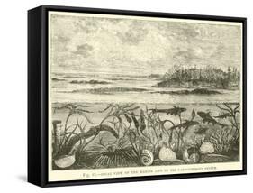 Ideal View of the Marine Life of the Carboniferous System-null-Framed Stretched Canvas