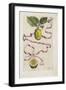 Idem Aurantium Limonis Effigle, from Hesperides, 1646-Giovanni Battista Ferrari-Framed Giclee Print