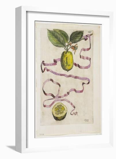 Idem Aurantium Limonis Effigle, from Hesperides, 1646-Giovanni Battista Ferrari-Framed Giclee Print