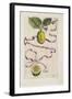 Idem Aurantium Limonis Effigle, from Hesperides, 1646-Giovanni Battista Ferrari-Framed Giclee Print