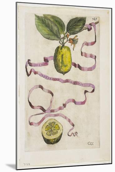 Idem Aurantium Limonis Effigle, from Hesperides, 1646-Giovanni Battista Ferrari-Mounted Giclee Print