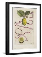 Idem Aurantium Limonis Effigle, from Hesperides, 1646-Giovanni Battista Ferrari-Framed Premium Giclee Print