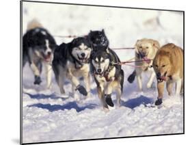 Iditarod Dog Sled Racing through Streets of Anchorage, Alaska, USA-Paul Souders-Mounted Premium Photographic Print