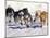 Iditarod Dog Sled Racing through Streets of Anchorage, Alaska, USA-Paul Souders-Mounted Premium Photographic Print