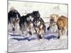 Iditarod Dog Sled Racing through Streets of Anchorage, Alaska, USA-Paul Souders-Mounted Photographic Print