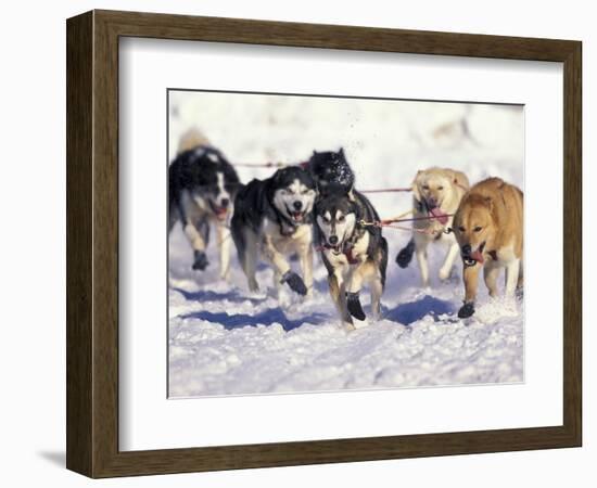 Iditarod Dog Sled Racing through Streets of Anchorage, Alaska, USA-Paul Souders-Framed Photographic Print