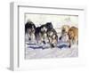 Iditarod Dog Sled Racing through Streets of Anchorage, Alaska, USA-Paul Souders-Framed Photographic Print