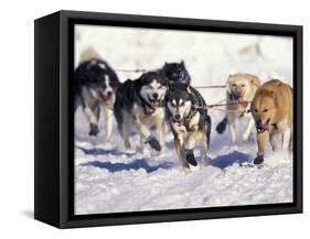 Iditarod Dog Sled Racing through Streets of Anchorage, Alaska, USA-Paul Souders-Framed Stretched Canvas