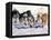 Iditarod Dog Sled Racing through Streets of Anchorage, Alaska, USA-Paul Souders-Framed Stretched Canvas