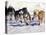 Iditarod Dog Sled Racing through Streets of Anchorage, Alaska, USA-Paul Souders-Stretched Canvas