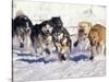 Iditarod Dog Sled Racing through Streets of Anchorage, Alaska, USA-Paul Souders-Stretched Canvas