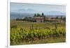 Idyllic Vineyard in La Rioja, Spain, Europe-Martin Child-Framed Photographic Print