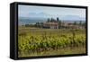 Idyllic Vineyard in La Rioja, Spain, Europe-Martin Child-Framed Stretched Canvas