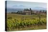 Idyllic Vineyard in La Rioja, Spain, Europe-Martin Child-Stretched Canvas