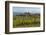 Idyllic Vineyard in La Rioja, Spain, Europe-Martin Child-Framed Photographic Print