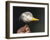 If it Looks Like a Duck-Stephen Stavast-Framed Giclee Print