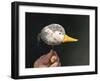 If it Looks Like a Duck-Stephen Stavast-Framed Giclee Print