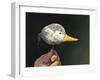 If it Looks Like a Duck-Stephen Stavast-Framed Giclee Print