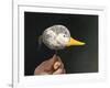 If it Looks Like a Duck-Stephen Stavast-Framed Giclee Print