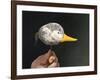 If it Looks Like a Duck-Stephen Stavast-Framed Giclee Print