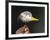 If it Looks Like a Duck-Stephen Stavast-Framed Giclee Print