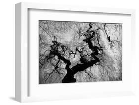 if on a winter's day-Nicoleta Gabor-Framed Photographic Print