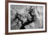 if on a winter's day-Nicoleta Gabor-Framed Photographic Print