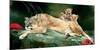 If You Were A Lion Cub-Nancy Tillman-Mounted Art Print