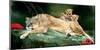 If You Were A Lion Cub-Nancy Tillman-Mounted Premium Giclee Print