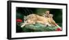 If You Were A Lion Cub-Nancy Tillman-Framed Art Print