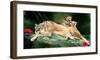 If You Were A Lion Cub-Nancy Tillman-Framed Art Print