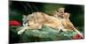 If You Were A Lion Cub-Nancy Tillman-Mounted Art Print