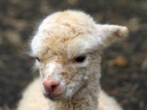 New Born Alpaca-Ifistand-Photographic Print