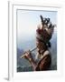Ifugao Person Playing a Pipe, Northern Area, Island of Luzon, Philippines, Southeast Asia-Bruno Barbier-Framed Photographic Print