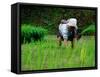 Ifugao Women Transplanting Rice, Banaue, Philippines-Richard I'Anson-Framed Stretched Canvas