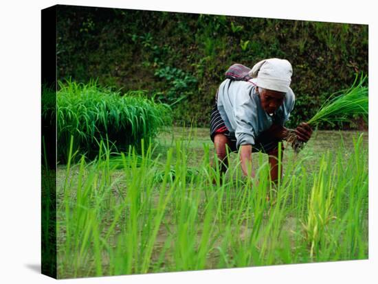 Ifugao Women Transplanting Rice, Banaue, Philippines-Richard I'Anson-Stretched Canvas