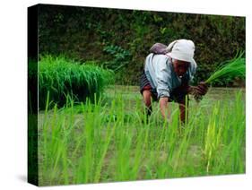 Ifugao Women Transplanting Rice, Banaue, Philippines-Richard I'Anson-Stretched Canvas