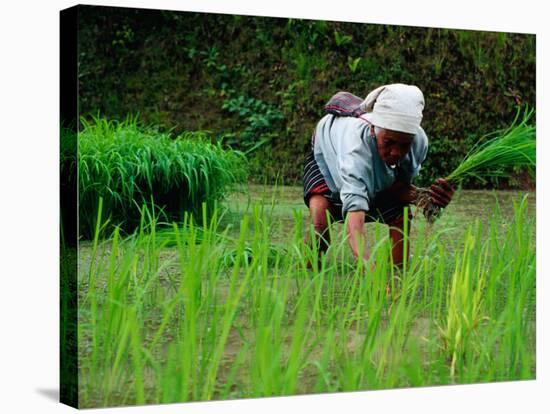 Ifugao Women Transplanting Rice, Banaue, Philippines-Richard I'Anson-Stretched Canvas