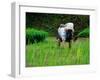 Ifugao Women Transplanting Rice, Banaue, Philippines-Richard I'Anson-Framed Photographic Print