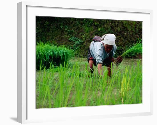 Ifugao Women Transplanting Rice, Banaue, Philippines-Richard I'Anson-Framed Photographic Print