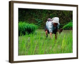 Ifugao Women Transplanting Rice, Banaue, Philippines-Richard I'Anson-Framed Photographic Print