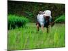 Ifugao Women Transplanting Rice, Banaue, Philippines-Richard I'Anson-Mounted Photographic Print